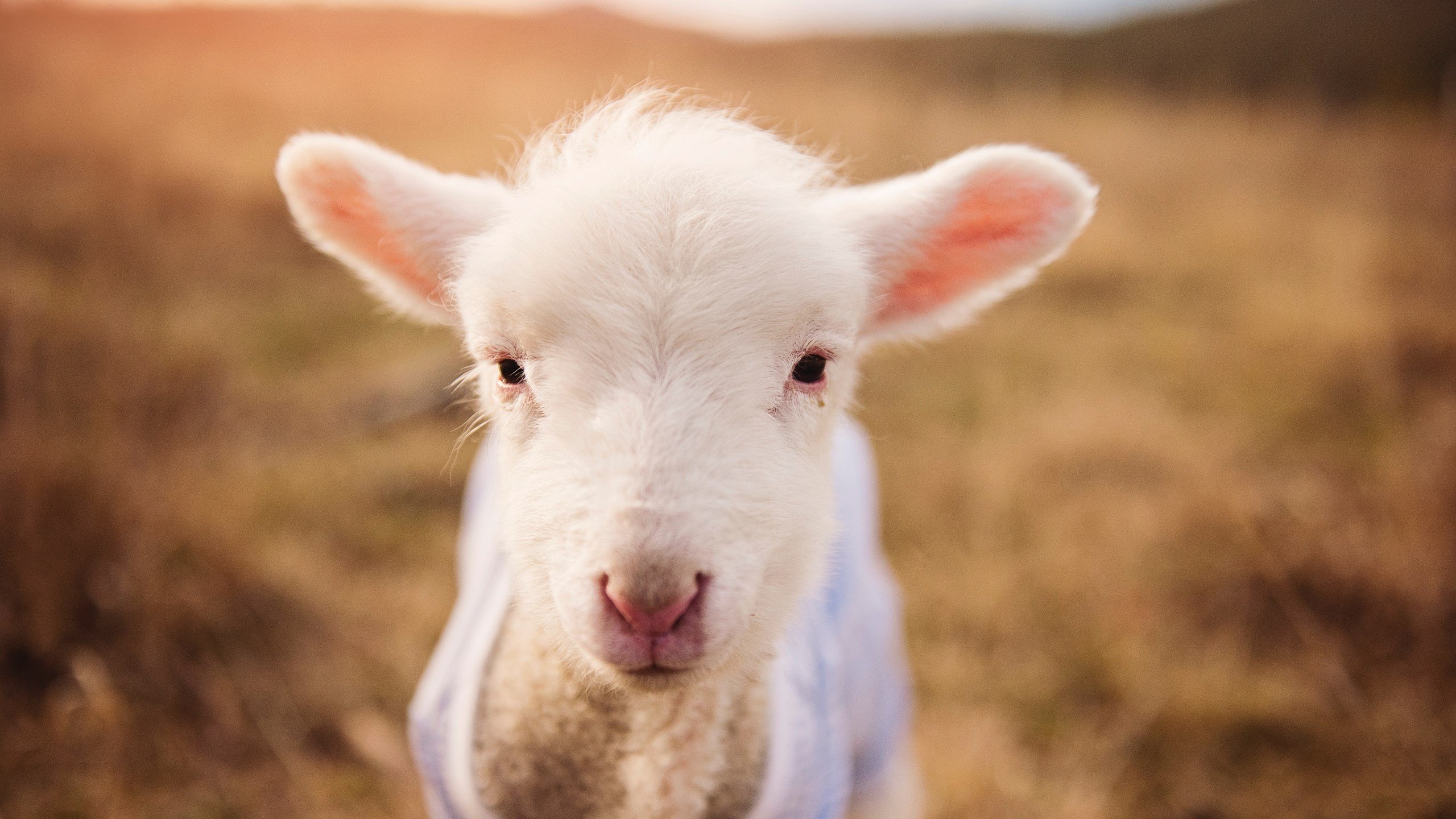 丹麦暗夜航行，险胜土耳其之夜，加维划破长空的一颗流星