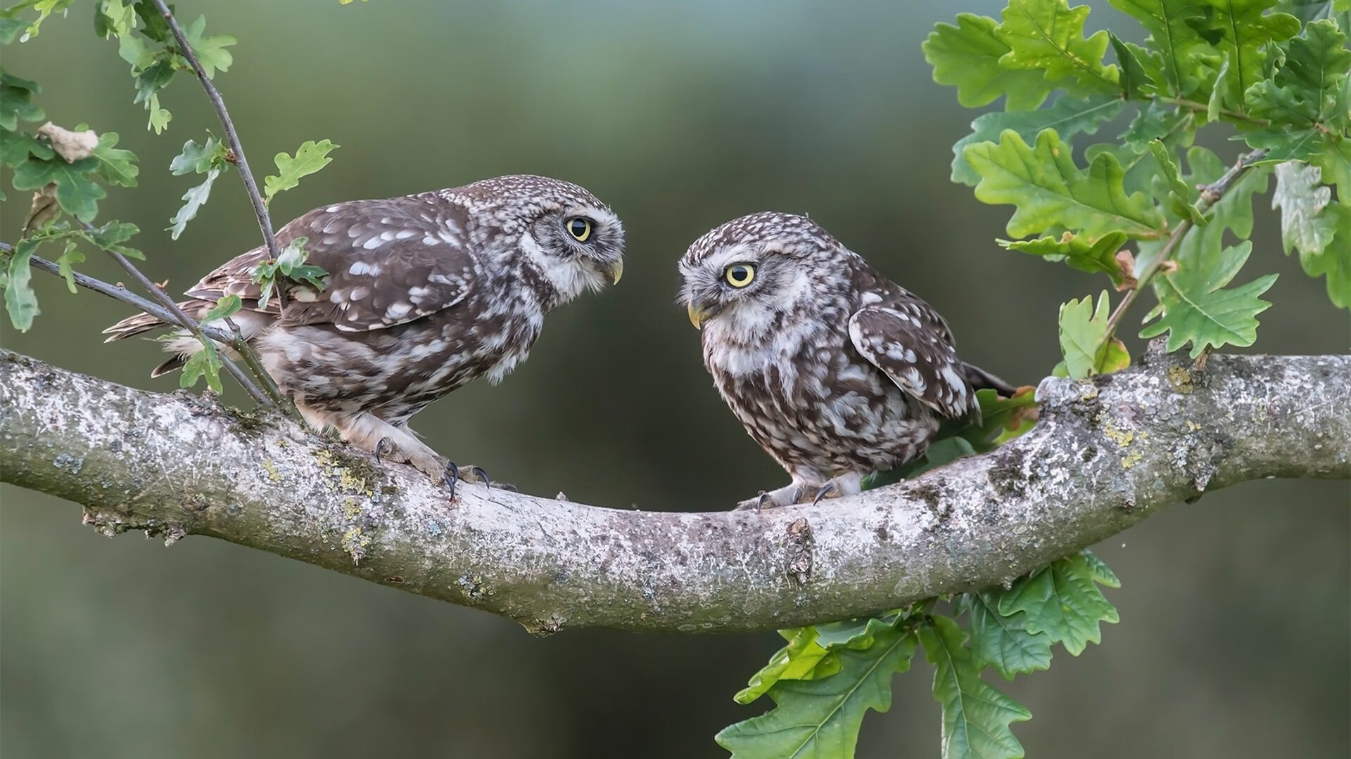 高原无声,久保建英在玻利维亚风暴中的致命一击