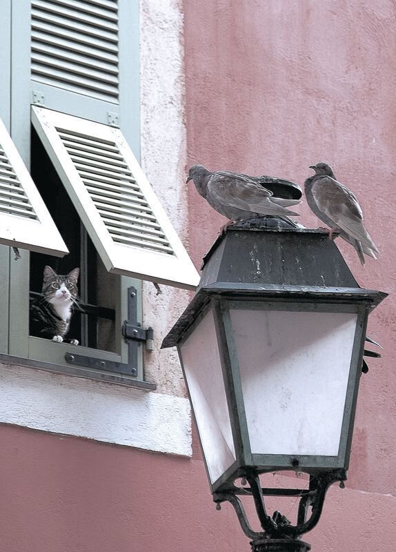 王朝的暗线，国王队打穿步行者，与东契奇2026世界杯的接管预言