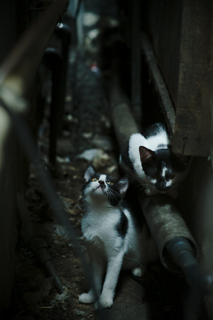 跨界之光，欧冠之夜，篮球巨星布克的决胜时刻