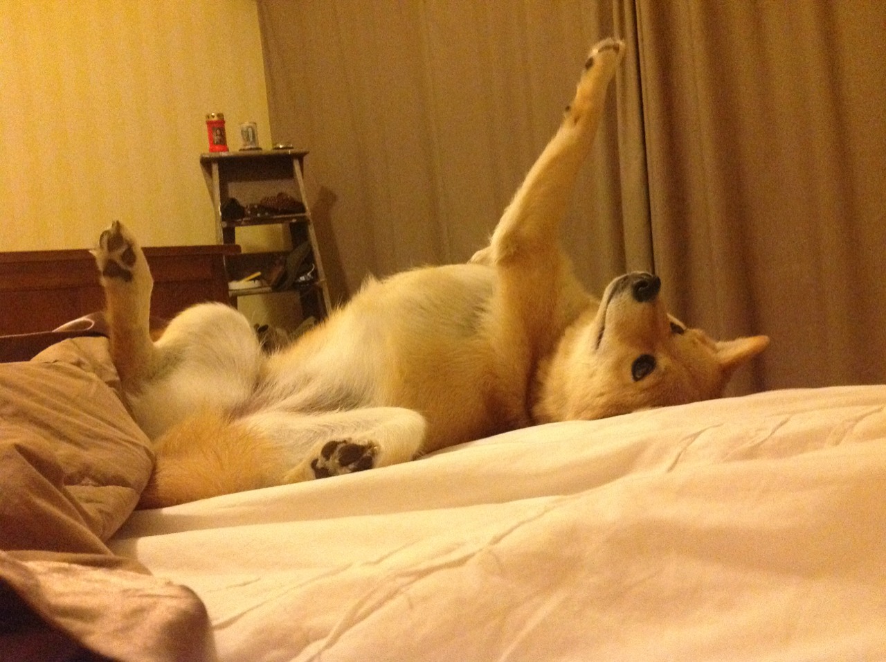 纪录与荣耀,楚阿梅尼的突破与安哥拉的历史性胜利