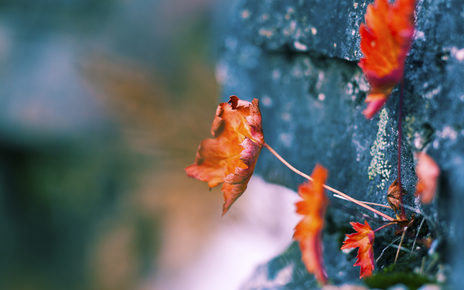 隔空对话的体育剧本，委内瑞拉的绝杀海啸与伊布的孤傲证言