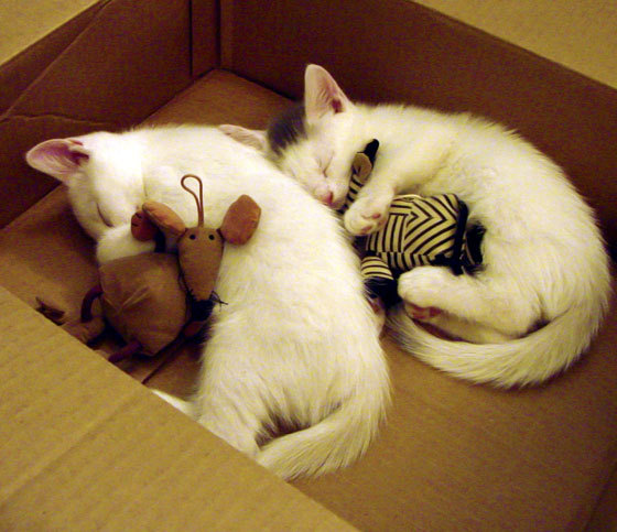 体育之美的交响曲，维尼修斯的火种与波兰团队的意志