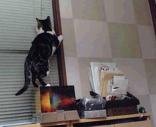 切特一人三分雨,独行侠单节风暴席卷步行者