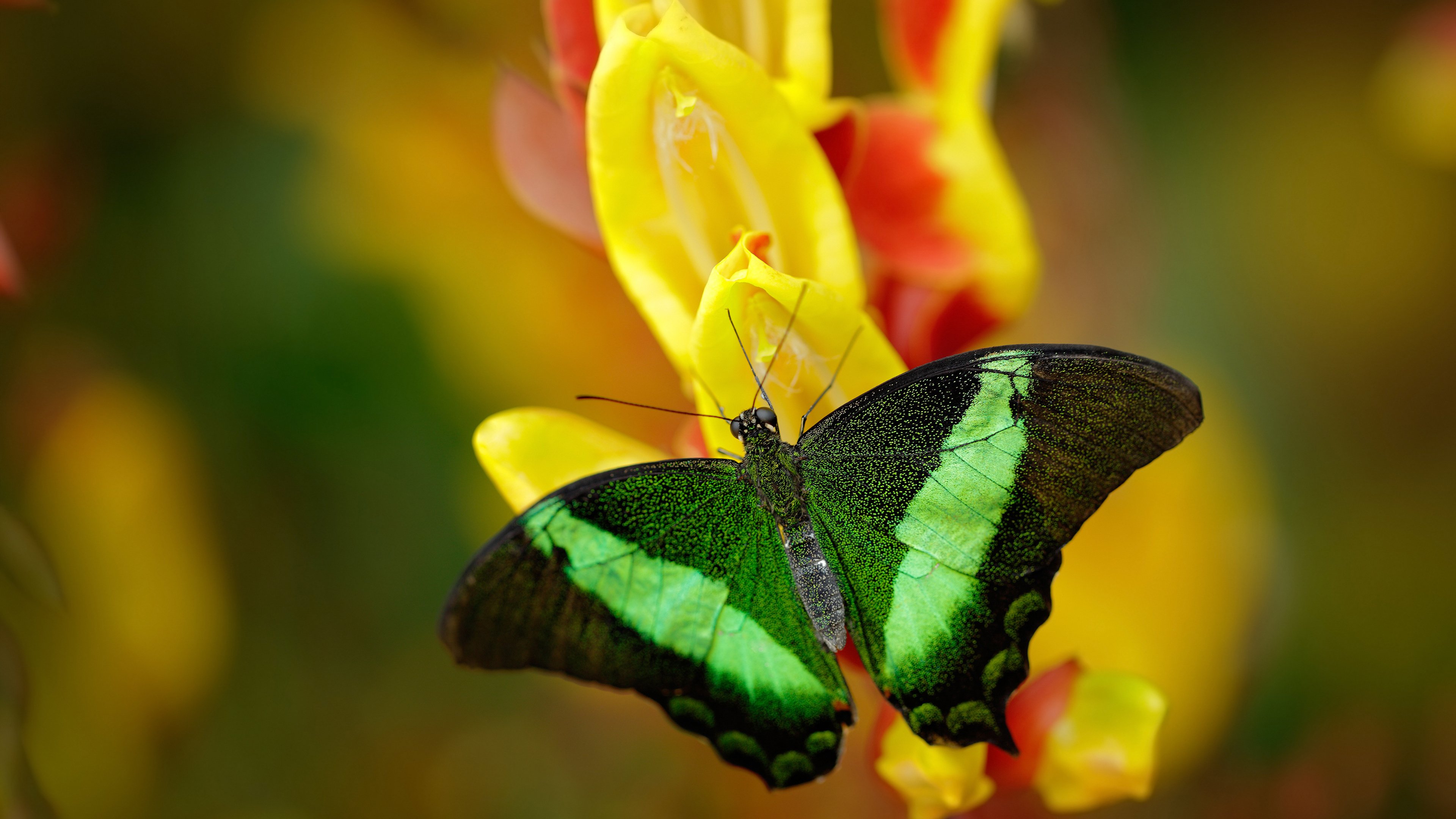 欧冠淘汰赛之夜，阿尔瓦雷斯在重压之下绽放的传奇瞬间
