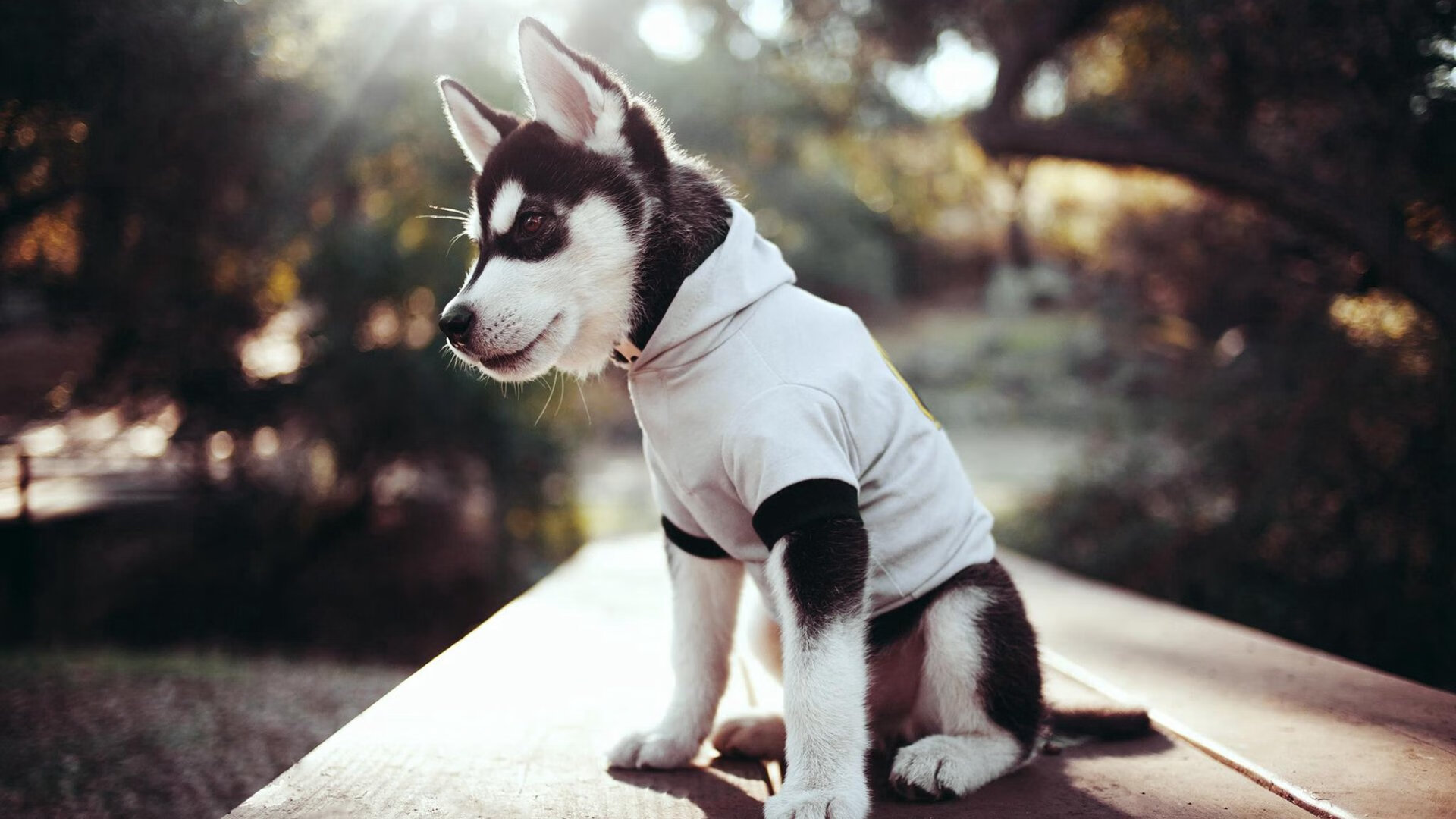 惊世逆转！克莱血战封锁世界第二，掘金式缠斗激出最强汤神