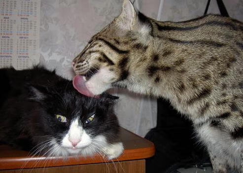 塔图姆化身休斯顿引擎，当绿军灵魂点燃火箭一波流