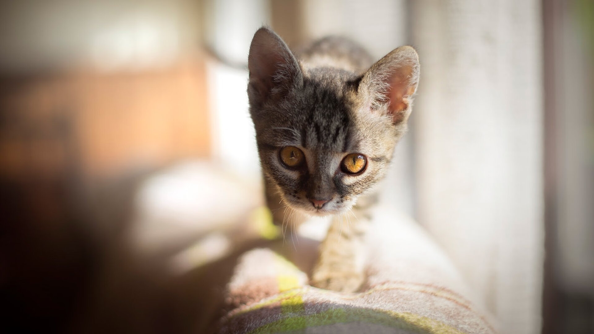 破茧成蝶与枫叶提前凋零，奥利维耶的独舞与克罗地亚的老将智慧