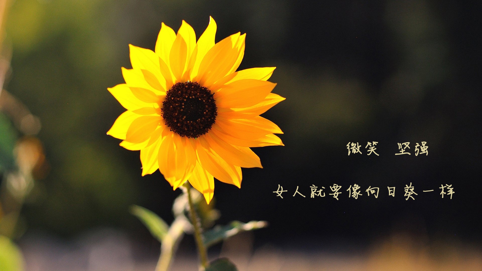 2026世界杯H组战记,内马尔领衔控球风暴,美国打破斯洛伐克铁壁