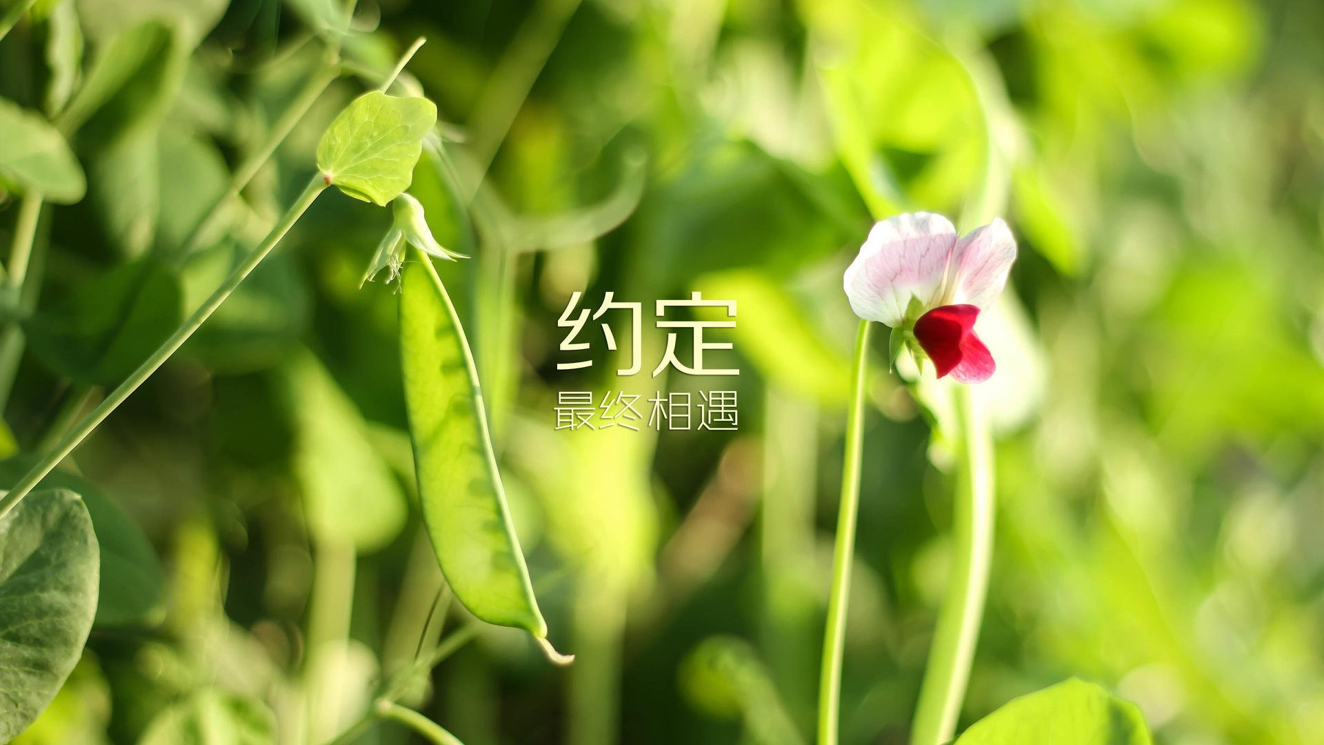 一场没有替补的宿命,2026世界杯A组,印度对阵摩洛哥,阿方索·戴维斯如何用一个人改写两支球队的历史